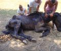 Κέρκυρα: Καταδικάστηκε με αναστολή ο άνδρας που έδεσε το άλογο του και το εγκατέλειψε για να πεθάνει από ασιτία